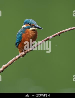 Junger eisvogel, mit schokoladenbraunen Füßen, die auf sein Alter hindeuten, wird nicht mehr von Erwachsenen unterstützt und ist jetzt allein. Einzug oder Matrize. Stockfoto