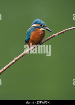 Junger eisvogel, mit schokoladenbraunen Füßen, die auf sein Alter hindeuten, wird nicht mehr von Erwachsenen unterstützt und ist jetzt allein. Einzug oder Matrize. Stockfoto