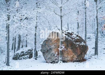 Buchenwald (Fagus sylvatica) mit großem Felsbrocken im Schnee, Naturpark Sierra Cebollera, La Rioja, Spanien. November 2017. Stockfoto