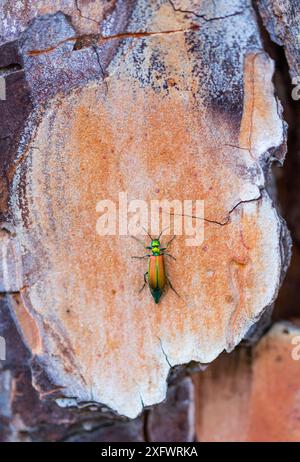 Spanische Fliege (Lytta vesicatoria) auf Kiefernrinde (Pinus pinea). Toledo, Castilla-La Mancha, Spanien. April. Stockfoto