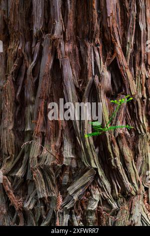 Küstenmammutbaum (Sequoia sempervirens) Rinde, Naturdenkmal Sequoia Mount Cabezon, Cabezon de La Sal, Kantabrien, Spanien. Mai. Stockfoto