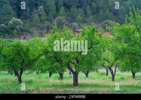 Mandelbäume (Prunus amygdalus), Horta de San Joan, der Naturpark Ports, Terres de l'Ebre, Katalonien, Spanien. April 2017. Stockfoto