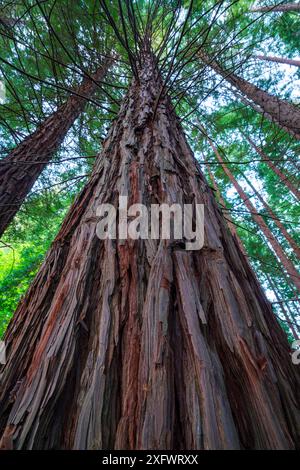 Küstenmammutbäume (Sequoia sempervirens), Naturdenkmal Sequoia Mount Cabezon, Cabezon de La Sal, Kantabrien, Spanien. Mai. Stockfoto