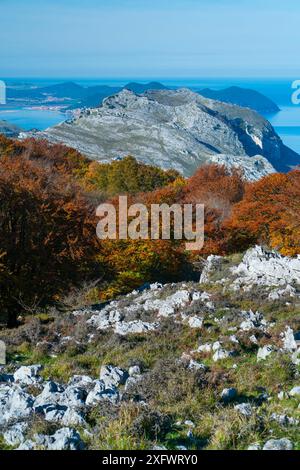 Buchenwald (Fagus sylvatica) im Herbst am Monte Cerredo, mit kantabrischem Meer im Hintergrund. Montana Oriental Costera, Castro Urdiales, Cantabria, Spanien. November 2011. Stockfoto