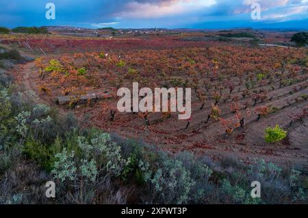 Weinberg im Herbst, La Rioja, Alava, Baskenland, Spanien. November 2017. Stockfoto