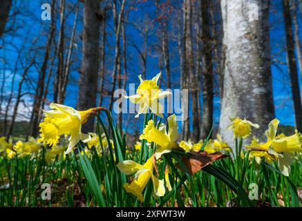 Narzissen (Narcissus pseudonarcissus), Naturpark Gorbeia, Alava, Baskenland, Spanien. März. Stockfoto