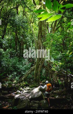 Rückansicht des Menschen, der den Wald erforscht Stockfoto