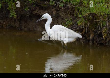 Reiher (Egretta garzetta) im Wasser, Marais Breton, Vendee, Pays-de-la-Loire, Frankreich. April. Stockfoto