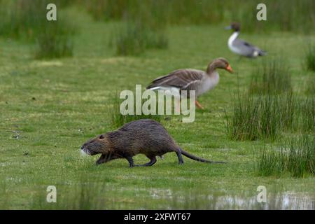 Coypu (Myocastor coypus) mit Greylaggans (Anser anser) und Ente im Hintergrund. Le Teich, Gironde, Nouvelle-Aquitaine, Frankreich. April. Stockfoto