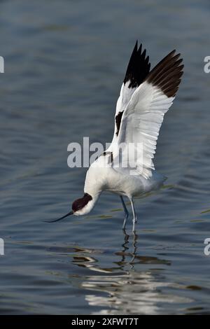 rattenschinken (Recurvirostra avosetta) in Water, Marais Breton, Vendee, Pays-de-la-Loire, Frankreich. Mai. Stockfoto