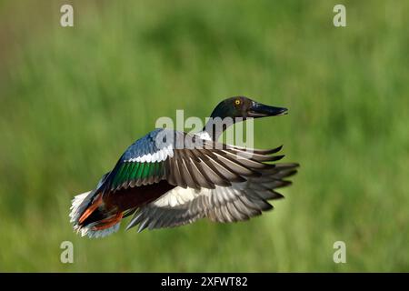Nordschaufel (Anas clypeata) männlich, fliegend. Marais Breton, Vendee, Pays-de-la-Loire, Frankreich. April. Stockfoto