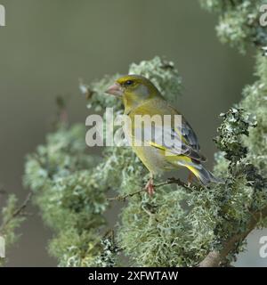 Grünfink (Carduelis chloris) auf Flechtenzweig, Vendee, Pays-de-la-Loire, Frankreich. März. Stockfoto
