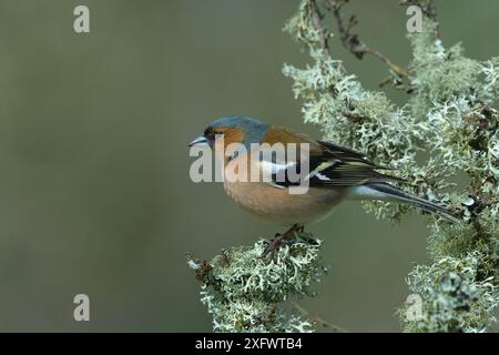 Kaffinch (Fringilla coelebs) on Branch, Vendee, Pays-de-la-Loire, Frankreich. April. Stockfoto