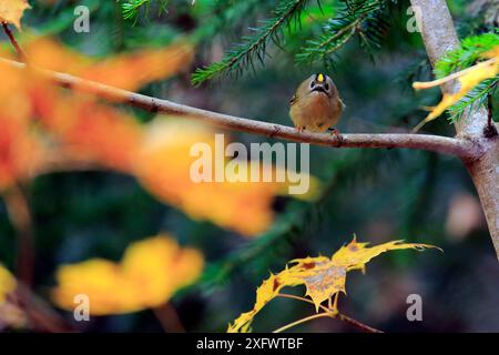 Goldcrest (Regulus regulus) auf Ahorn, Nationalpark Ordesa y Monte Perdido, Huesca, Spanien, Oktober. Stockfoto