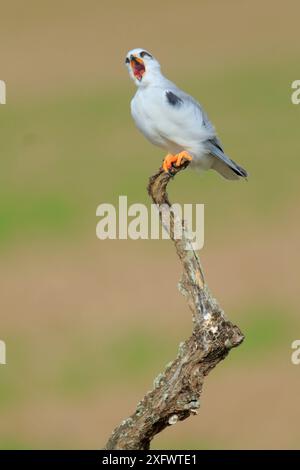 Schwarzer Drachen (Elanus caeruleus) auf Ast, Gähnen, Donana Naturpark, Südspanien, Dezember. Stockfoto