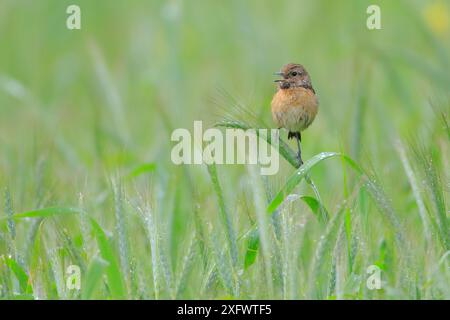 Stonechat (Saxicola torquata) Weibchen auf Weizen. Naturpark Sierra de Grazalema, Südspanien, Januar. Stockfoto