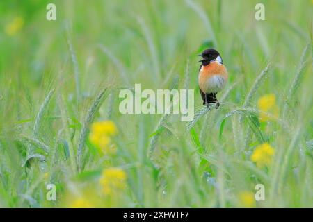 Stonechat (Saxicola torquata) männlich singend aus grünem Weizen, Naturpark Sierra de Grazalema, Südspanien, Januar. Stockfoto