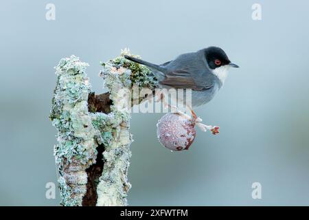 Sardinischer Gratler (Sylvia melanocephala), männlich auf gefrorenem Zweig der portugiesischen Eiche (Quercus faginea), Naturpark Sierra de Grazalema, Südspanien, Januar Stockfoto