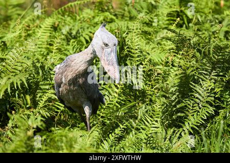 Shoebill Storch (Balaeniceps rex) Fischen in den Sümpfen von Mabamba, Lake Victoria, Uganda. Stockfoto