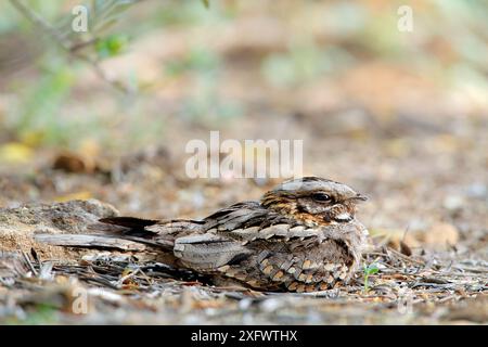 Rothals-Nachtschwärmer (Caprimulgus ruficollis) auf Nest mit Eiern, Arcos de la Frontera, Südspanien, Mai Stockfoto