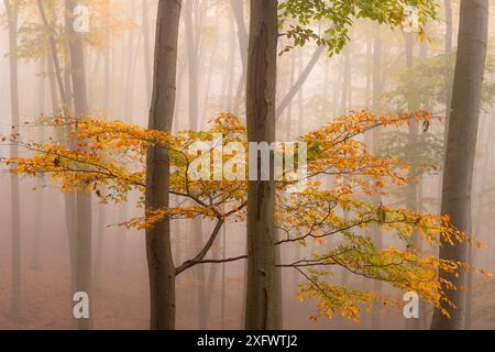 Bunte Blätter an den Strandbäumen im Herbstwald in den Kleinen Karpaten, Herbstfarbpalette, Orange- und Goldtöne der Blätter Stockfoto