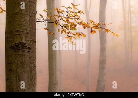 Nebeliger stimmungsvoller Tag im Herbstwald in den Kleinen Karpaten, Herbstfarbpalette, Orange- und Goldtöne der Blätter, Buchenwald Stockfoto