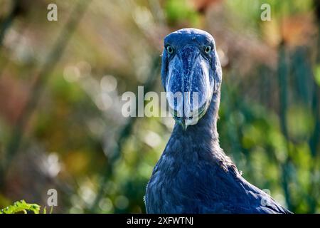 Schuhschnabel (Balaeniceps Rex) Portrait. Sümpfe Mabamba, Lake Victoria, Uganda. Stockfoto