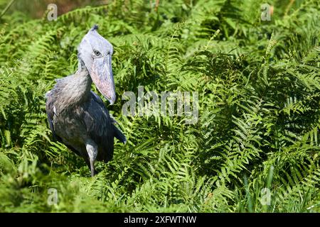 Schuhschnabel Störche Angeln (Balaeniceps Rex) in den Sümpfen von Mabamba, Lake Victoria, Uganda. Stockfoto