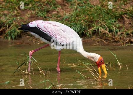 Gelbschnabelstorch (Mycteria ibis), der das Wasser nach Fischen fegt. Queen Elizabeth National Park, Uganda. Stockfoto