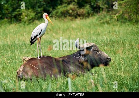 Gelbschnabelstorch (Mycteria ibis) steht auf Cape Buffalo (Syncerus Caffer). Queen Elizabeth National Park, Uganda. Stockfoto