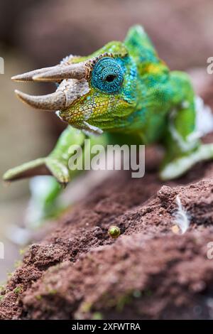 Jacksons dreihörniges Chamäleon (Trioceros jacksonii) Bwindi Inpenetrable Forest, Uganda. Stockfoto