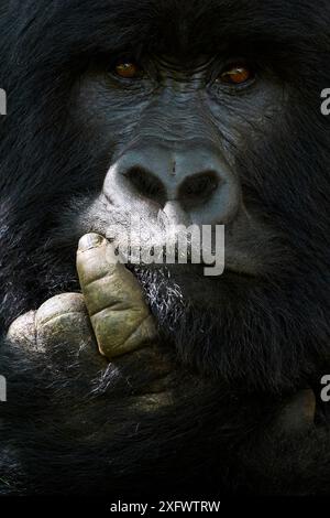 Berggorilla (Gorilla beringei beringei) Silberrücken, Porträt, Mitglied des Nyakagezi Gruppe, Mgahinga-Gorilla-Nationalpark in Uganda., akut gefährdet. Stockfoto