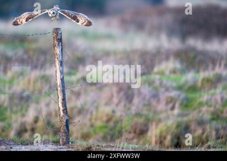 Kurzohr-Eulen (Asio flammeus), die im Februar vom Zaunpfosten in Vendee, Frankreich, abheben. Stockfoto