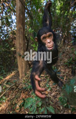 Östliche Schimpanse (Pan troglodytes) schweinfurtheii Kind männlich ' 50' bis zum Alter von 3 Jahren von einer Liane schwingen. Gombe Nationalpark, Tansania. September 2013. Stockfoto