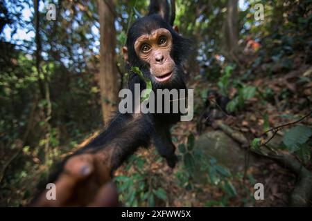 Östliche Schimpanse (Pan troglodytes) schweinfurtheii Kind männlich ' 50' bis zum Alter von 3 Jahren von einer Liane schwingen. Gombe Nationalpark, Tansania. September 2013. Stockfoto