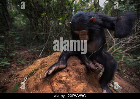 Östliche Schimpanse (Pan troglodytes) schweinfurtheii Jugendkriminalität weiblichen 'Tabora" im Alter von 6 Jahren mit einem Schaft als Werkzeug Fisch für termiten zu. Gombe Nationalpark, Tansania. Stockfoto