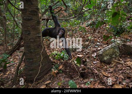 Östlicher Schimpanse (Pan troglodytes schweinfurtheii) weibliches Samwise-Weibchen im Alter von 12 Jahren, das nach Ameisen taucht. Gombe-Nationalpark, Tansania. Stockfoto