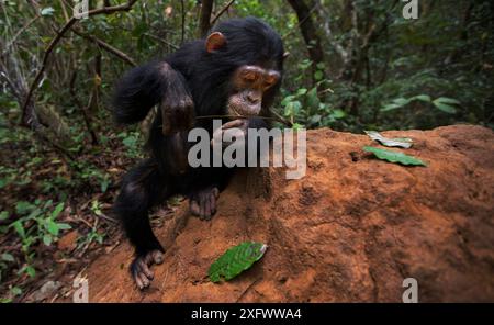 Östliche Schimpanse (Pan troglodytes) schweinfurtheii Jugendkriminalität weiblichen 'Tabora" im Alter von 6 Jahren mit einem Schaft als Werkzeug Fisch für termiten zu. Gombe Nationalpark, Tansania. Stockfoto