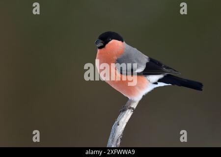 Bullfinch (Pyrrhula pyrrhula, männlich auf Ast, Kalvtrask, Vasterbotten, Schweden. Dececmber. Stockfoto