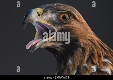 Goldadler (Aquila chrysaetos) männliches Kopfporträt, Schnabelruf offen, Kalvtrask, Vasterbotten, Schweden. Dezember. Stockfoto