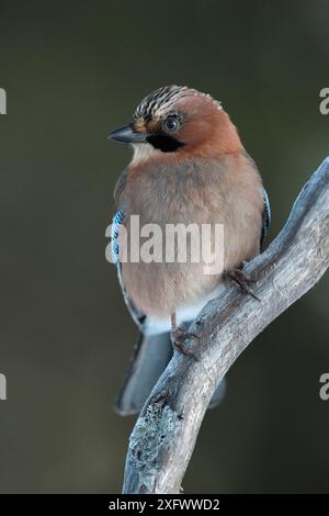 Jay (Garrulus glandarius) hockt auf Ast, Kalvtrask, Vasterbotten, Schweden. Dezember. Stockfoto