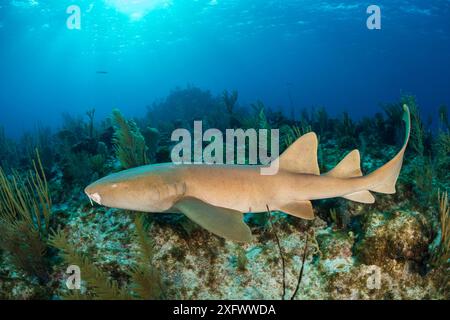 Ammenhai (Ginglymostoma cirratum) mit geschädigtem Kiefer, der abends über Korallenriff schwimmt. North Wall, Grand Cayman, Cayman Islands, British West Indies. Karibik. Stockfoto