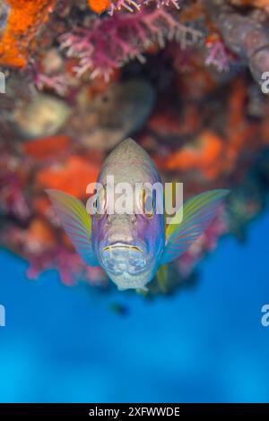 Schulmeister Schnapper (Lutjanus apodus) am Korallenriff. East End, Grand Cayman, Cayman Islands, British West Indies. Karibik. Stockfoto