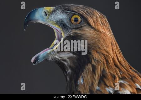 Goldenadler (Aquila chrysaetos) männlicher Kopf Porträt Schnabel offen rufend, Kalvtrask, Vasterbotten, Schweden. Dezember. Stockfoto