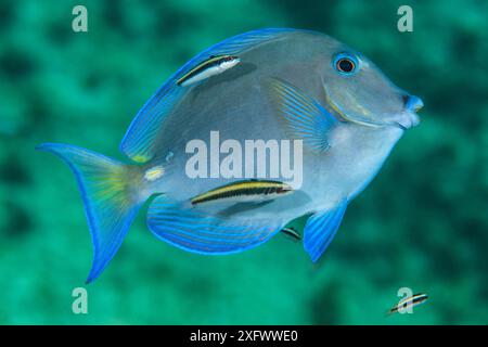 Blauer Tang (Acanthurus coeruleus) mit Bluehead (Thalassoma bifasciatum) Jungtieren an der Reinigungsstation am Korallenriff. George Town, Grand Cayman, Cayman Islands, British West Indies. Karibik. Digital manipulierter, unscharfer Fisch aus dem Rahmen entfernt. Stockfoto