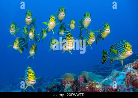 Orientalische Süßlippen (Plectorhinchus vittatus), die über dem Korallenriff schwärmen. Lankan Island, North Male Atoll, Malediven. Indischer Ozean. Stockfoto