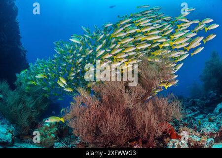 BlueLine Snapper (Lutjanus kasmira) Schule über Schwarzen Korallen (Antipatharia) im Riff. Vavuu Atoll, Malediven. Indischer Ozean. Stockfoto