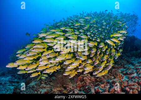 BlueLine Snapper (Lutjanus kasmira) Schule. Vavuu Atoll, Malediven. Indischer Ozean. Stockfoto