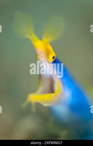Blauer Bandaal (Rhinomuraena quaesita) männlich. Ambon Bay, Ambon, Maluku Archipel, Indonesien. Banda-Meer, tropischer westlicher Pazifik. Stockfoto