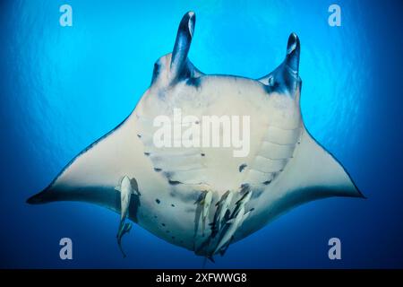 Riffmanta (Mobula alfredi) Schwimmen mit Remoras (Remora remora). Süd-Ari-Atoll, Malediven. Indischer Ozean. Stockfoto